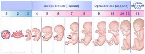 Изображение 2: Календарь беременности - ЭКО-блог