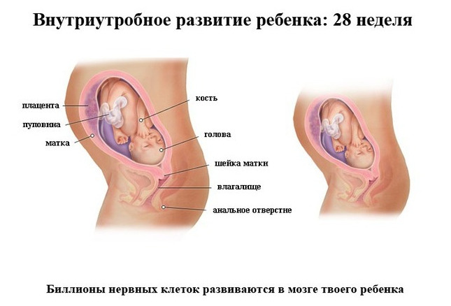 Изображение 2: 28 неделя беременности - ЭКО-блог